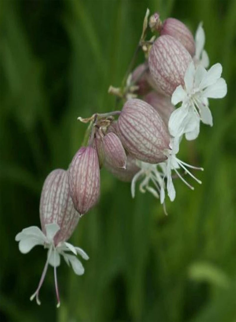 GGOOT seeds Green Garden Flower Plants 50Pcs/Bag Silene Vulgaris Seeds Full of Vitality Delicious Non GMO Attractive Flower Seeds for Balcony   Seed - Image 3