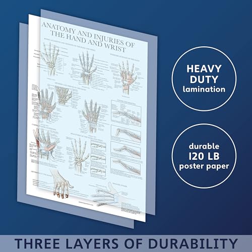 Palace Learning Laminated Anatomy and Injuries of the Hand and Wrist Poster - Hand and Wrist Joint Anatomical Chart - 18" x 24" - Image 3