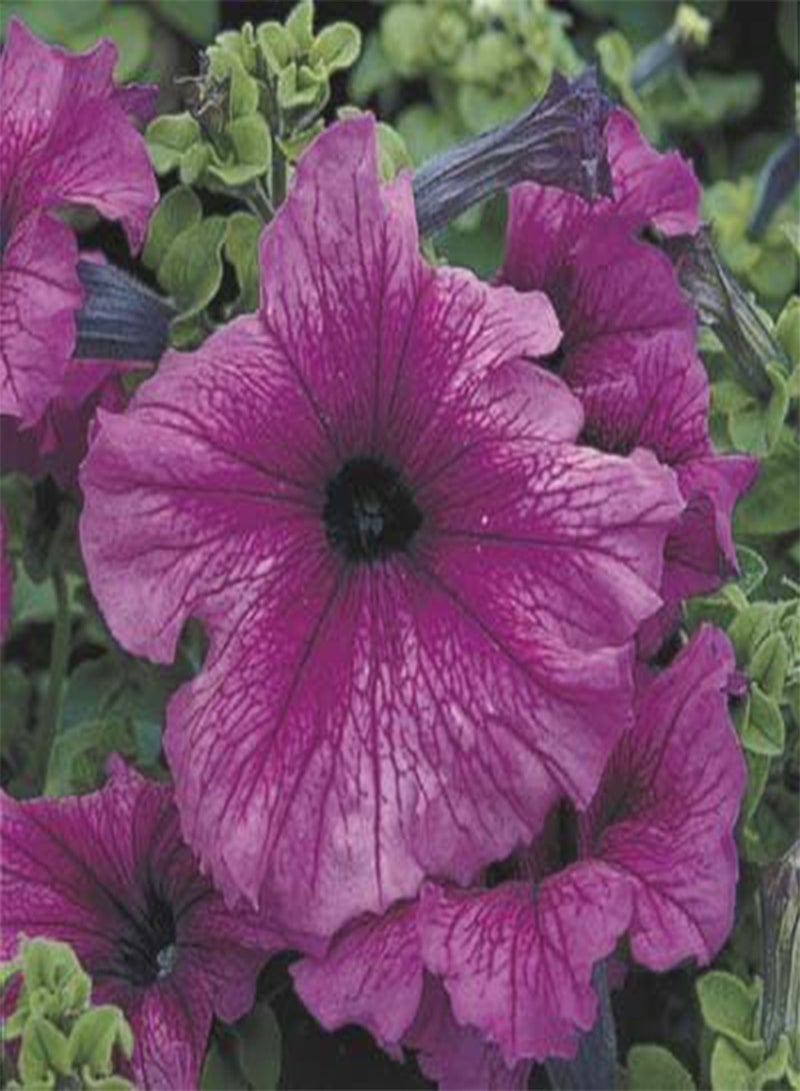 GGOOT Petunia-Single Ultra Plum 200 Seeds