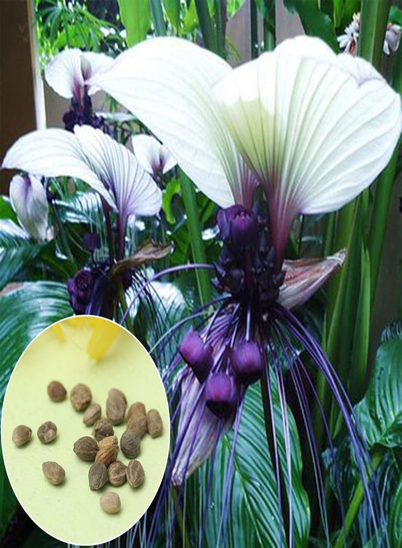 جي جوت 10 قطع من بذور زهرة الخفاش الأسود النادر تاكا شانترييري ويسكيرز لنباتات الحديقة - Image 2