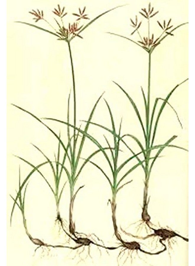 Neotea Korai Kizhangu Powder | Cyperus Rotundus powder | 500gm pack of 1 | Nut Grass | Coco Grass | Nagarmotha - Image 4