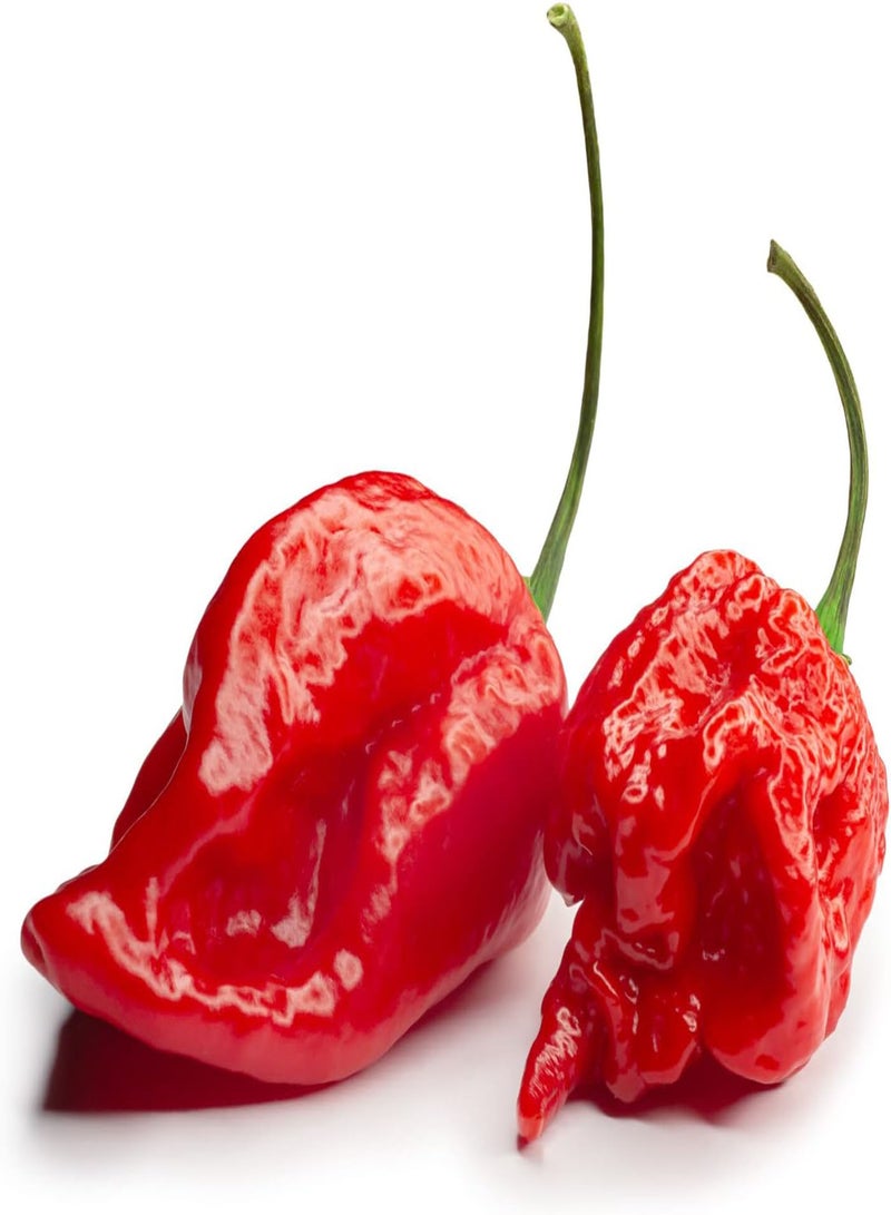 GGOOT 10 x Carolina Reaper Extremely Hot Chilli Pepper Fruit/Vegetable Seeds - Image 1