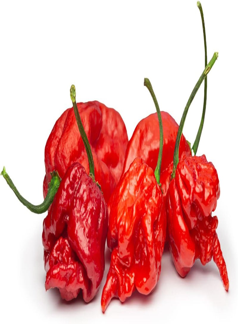 GGOOT 10 x Carolina Reaper Extremely Hot Chilli Pepper Fruit/Vegetable Seeds - Image 2