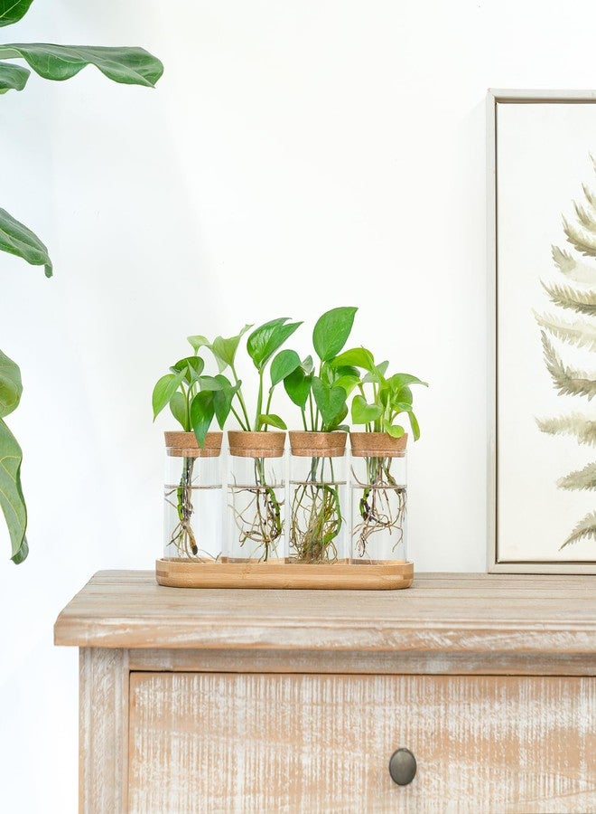 داهي حوض زراعة زجاجي مكتبي من داهي، مزود بغطاء وحامل خشبي، مثالي لزراعة النباتات المائية، قطعة مركزية لتزيين المكتب أو المنزل أو الحديقة، 4 قطع - Image 2