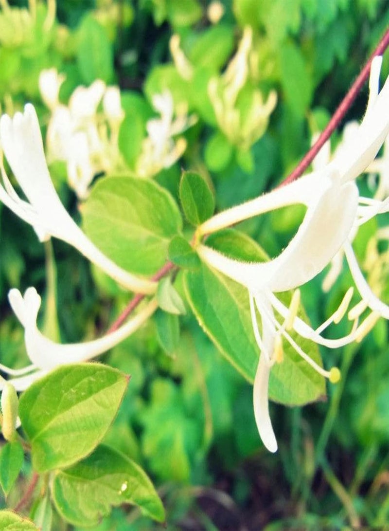 GGOOT 100Pcs/Bag Flower Seeds Fast Growing Flourishing Excellent Showy Honeysuckle Herb Seeds - Image 3