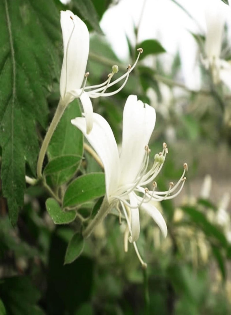 GGOOT 100Pcs/Bag Flower Seeds Fast Growing Flourishing Excellent Showy Honeysuckle Herb Seeds - Image 2