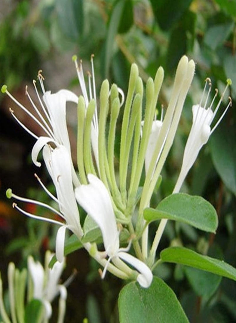 GGOOT 100Pcs/Bag Flower Seeds Fast Growing Flourishing Excellent Showy Honeysuckle Herb Seeds - Image 4