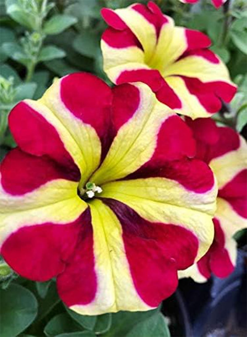 GGOOT seeds Fresh 200 Pcs  Perennial Flowers seeds for Planting Pink Mix