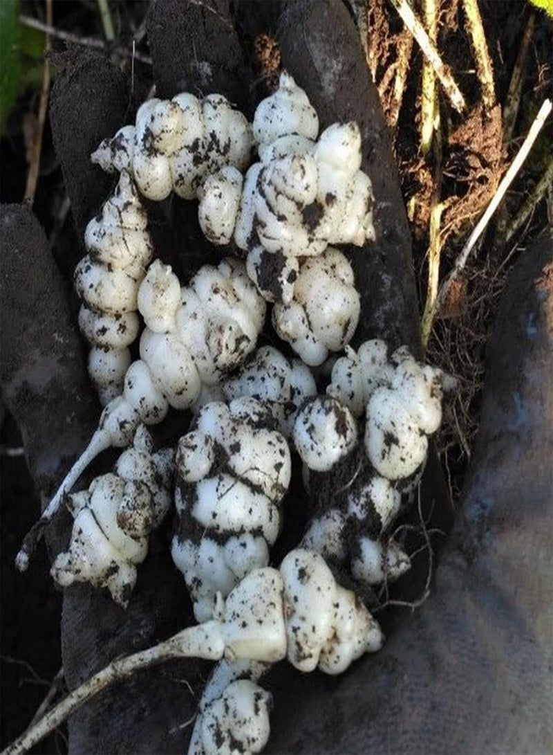 GGOOT Crosne Seeds,100Pcs Vegetable Seeds Productive Non-GMO Safe Natural Assorted Chinese Artichoke Seedlings Farm Accessories Seeds - Image 5