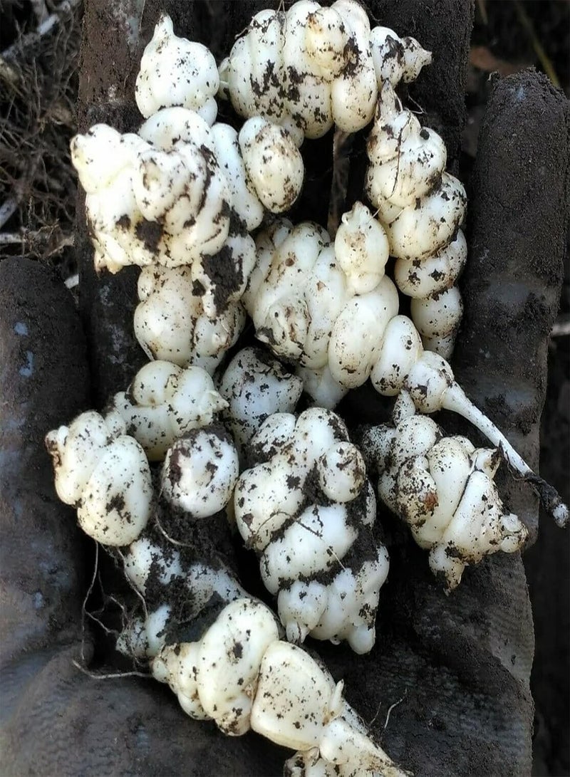 GGOOT Crosne Seeds,100Pcs Vegetable Seeds Productive Non-GMO Safe Natural Assorted Chinese Artichoke Seedlings Farm Accessories Seeds - Image 4