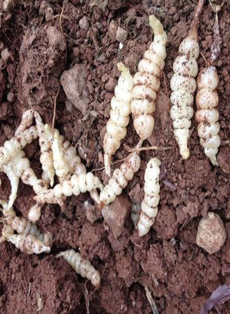 GGOOT Crosne Seeds,100Pcs Vegetable Seeds Productive Non-GMO Safe Natural Assorted Chinese Artichoke Seedlings Farm Accessories Seeds - Image 2