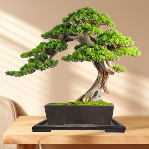 KEOHOLI 2 Packs Bonsai Humidity Plant Tray Drip Trays, Square Plastic Pot Saucer Draining Tray for Indoors Outdoors for Cactus, Succulents, Bonsai Tree, Stone to Drain, Protect, Decorate(11.4*8.4Inch) - Image 3
