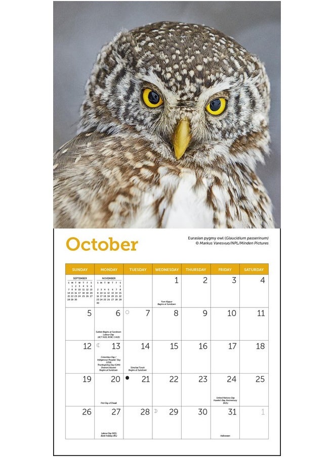 Ziga Media Owls Mini Wall Calendar 2025, 7" X 7"  - Image 3