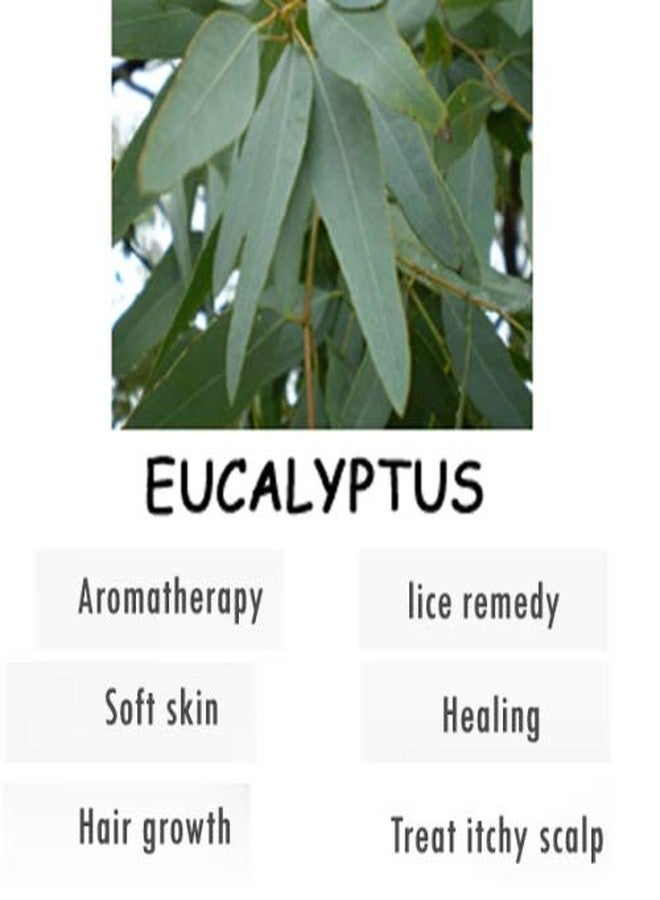 Crysalis Eucalyptus Oil - Cosmetic Grade - 15 ml - Aromatic Botanical Oil for Skin Care, Hair Blends & DIY Cosmetic Formulations - Image 5