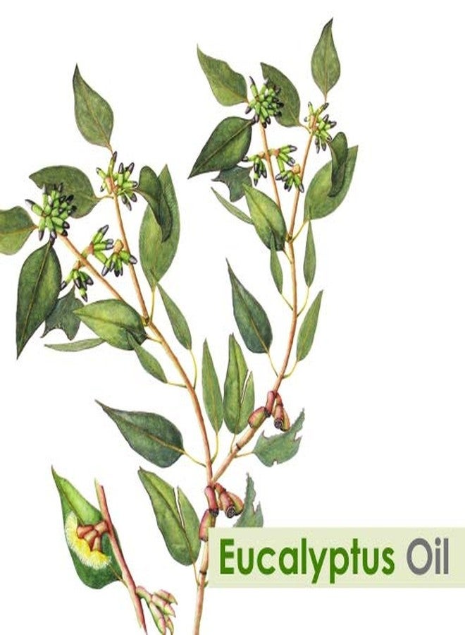 Crysalis Eucalyptus Oil - Cosmetic Grade - 15 ml - Aromatic Botanical Oil for Skin Care, Hair Blends & DIY Cosmetic Formulations - Image 2
