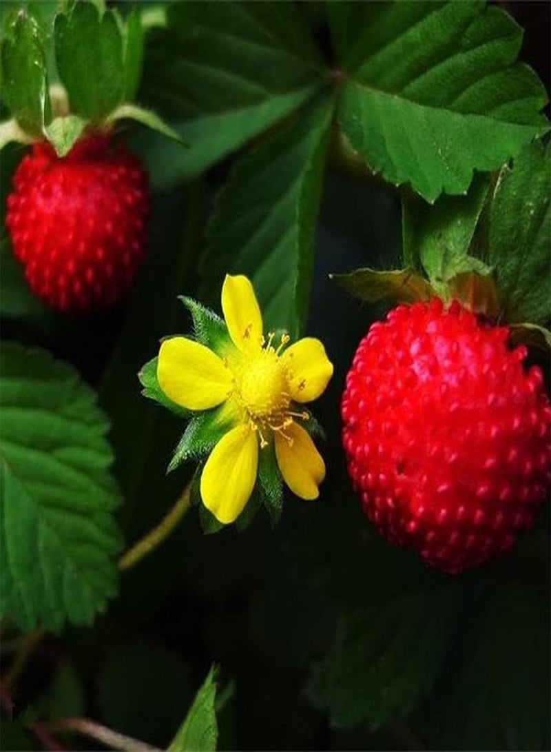 جي جوت 200 قطعة من بذور التوت البري، فاكهة معمرة نادرة لزراعة حديقة المنزل، زهرات صفراء مزخرفة، شرفة فناء ذات قيمة زخرفية - Image 2