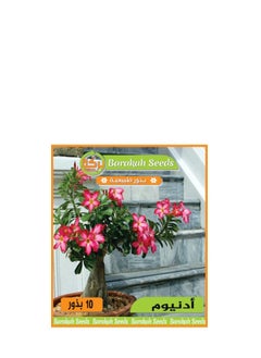 Generic High germination flower seeds -Adenium flower 