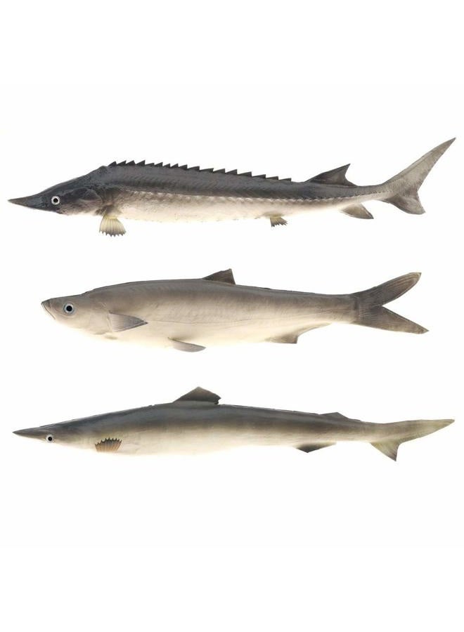 Gresorth 3 PCS Sea Creatures Fake Shark Chinese Sturgeon Fish Toy Model Photography Prop - Image 1