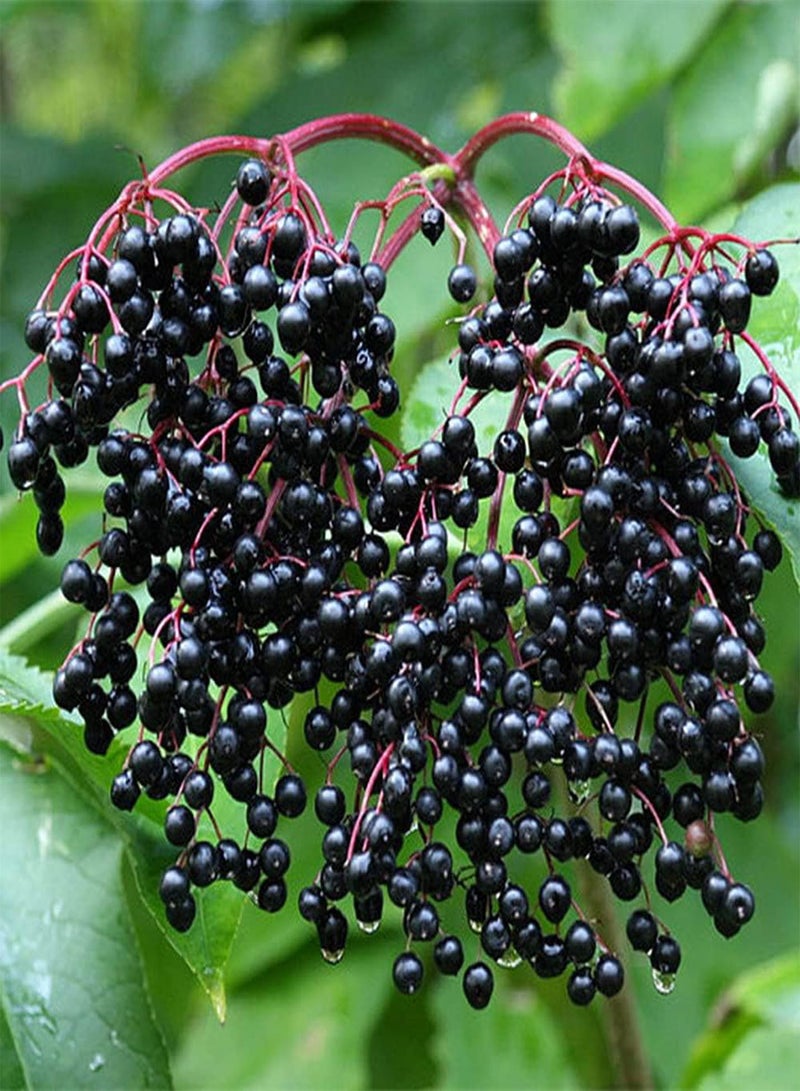 جي جوت 100 قطعة من بذور البلسان الأسود الصغيرة للحدائق المنزلية والمزارع سهلة الإنبات وسريعة النمو ومحبوبة من قبل البستانيين - Image 3