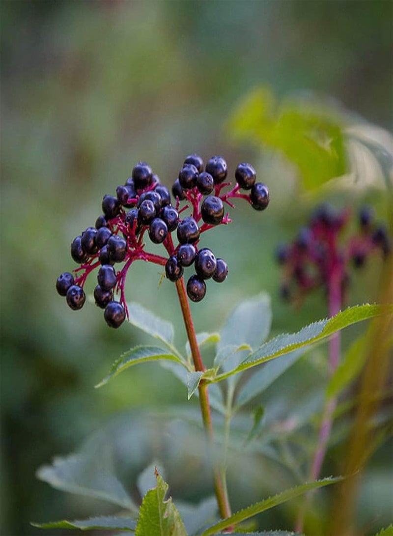 جي جوت 100 قطعة من بذور البلسان الأسود الصغيرة للحدائق المنزلية والمزارع سهلة الإنبات وسريعة النمو ومحبوبة من قبل البستانيين - Image 1