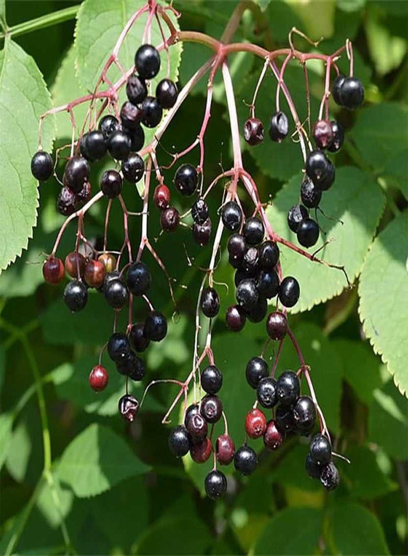 جي جوت 100 قطعة من بذور البلسان الأسود الصغيرة للحدائق المنزلية والمزارع سهلة الإنبات وسريعة النمو ومحبوبة من قبل البستانيين - Image 2