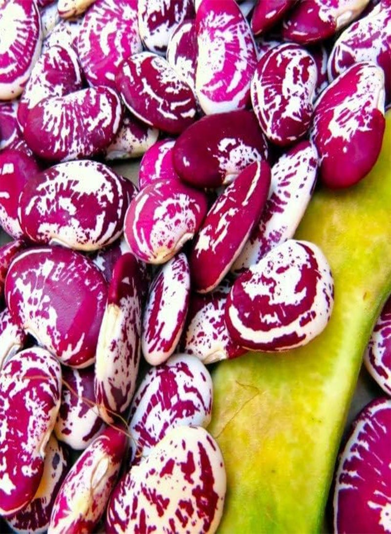 GGOOT Christmas Pole Lima Bean Seeds - 60+ Count Packet - for 2025 Planting Garden Seed Red Speckled Limas Beans Large Calico - Image 1