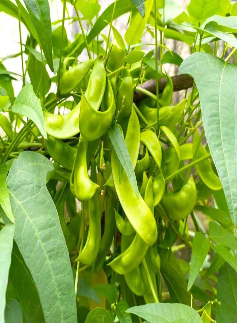 GGOOT Christmas Pole Lima Bean Seeds - 60+ Count Packet - for 2025 Planting Garden Seed Red Speckled Limas Beans Large Calico - Image 3