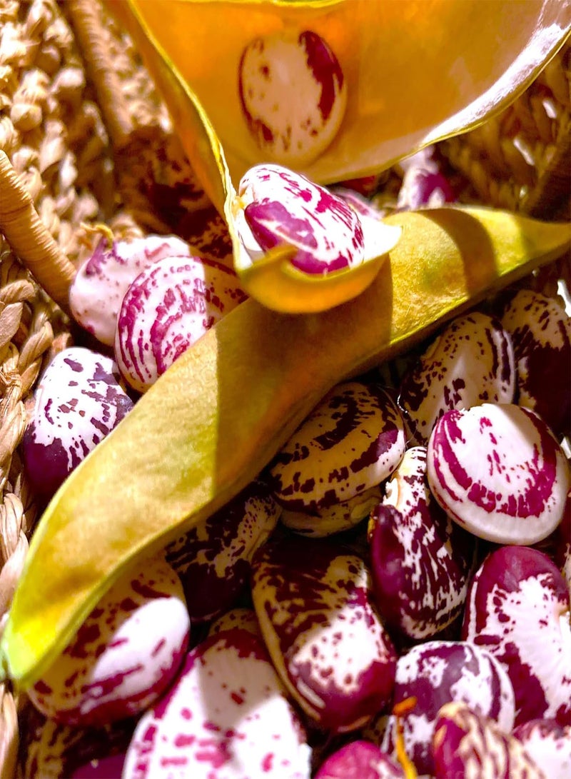 GGOOT Christmas Pole Lima Bean Seeds - 60+ Count Packet - for 2025 Planting Garden Seed Red Speckled Limas Beans Large Calico - Image 2