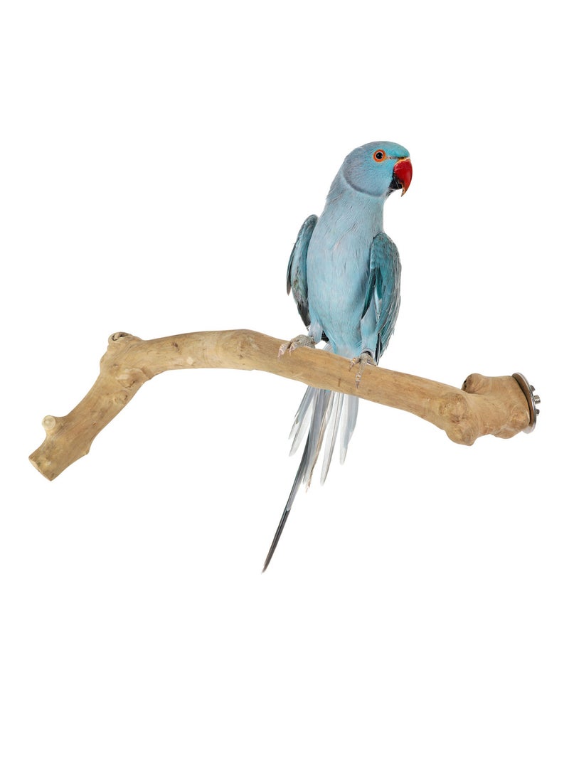 CHEWY BEAK Birds Stand Java wood Medium Parrots Ringed Rose Mini Macaw Rosella Wooden Perch Natural Indonesian Wooden Tree branch Cage Accessories stick - Image 1
