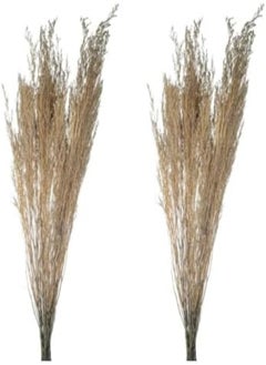 Yatai 2Pcs Natural Preserved Pampas Grass, Dried Caspia Flower For Vase Filling, Eco-Friendly, Long-Lasting Boho Decor Dried Flowers, Natural Dried Pampas Grass For Home Decor, Office Decor (Gray) - pzsku/ZECFCD44CD661D837A1A0Z/45/_/1716820227/70f62c42-ba2b-419f-9015-000ecc27ad12