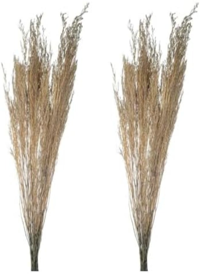 Yatai 2Pcs Natural Preserved Pampas Grass, Dried Caspia Flower For Vase Filling, Eco-Friendly, Long-Lasting Boho Decor Dried Flowers, Natural Dried Pampas Grass For Home Decor, Office Decor (Gray) - pzsku/ZECFCD44CD661D837A1A0Z/45/_/1716820227/70f62c42-ba2b-419f-9015-000ecc27ad12