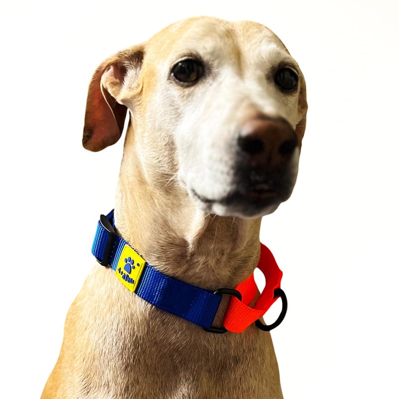 A+a Pets ’ Martingale Dog Collar | No Pull Design, No Neck Strain, No Choke Design | for Large & Medium Dogs | Rust Free, Waterproof Nylon Training Collar (Blue & Orange) - Image 3