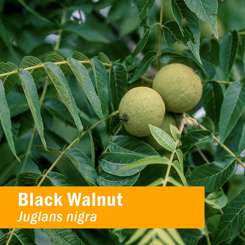 Herb Pharm Intestinal Tract Defense Liquid Herbal Formula with Wormwood Liquid Extract - 1 Ounce, Brown (FITRC01) - Image 1