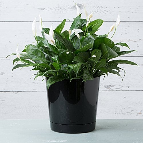 Root & Vessel Novelty Majestic Full Depth Round Cylinder Pot, Glossy Black, 12-Inch (10128) - Image 4