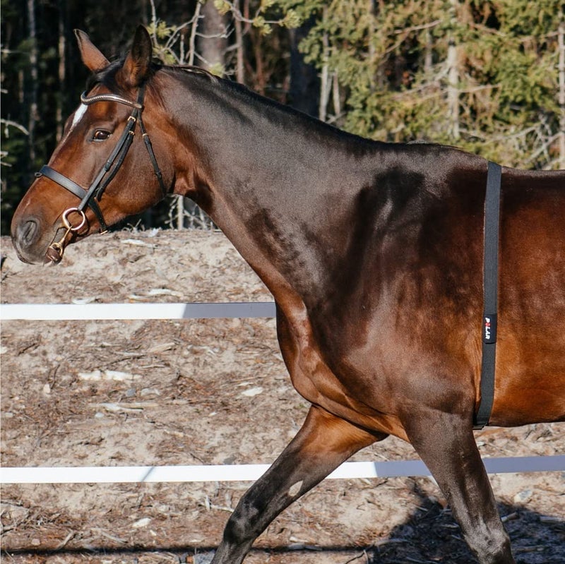 POLAR مستشعر معدل ضربات القلب POLAR Equine H10 لركوب الخيل - Image 2