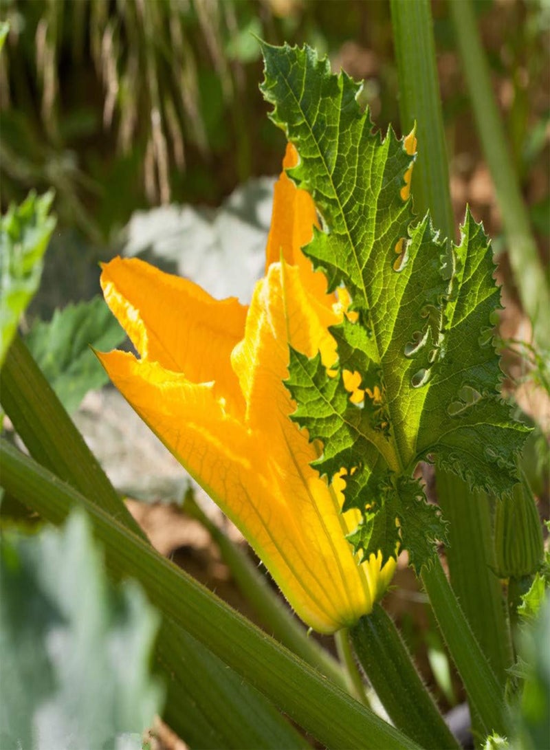 GGOOT 20Pcs Zucchini Seeds Golden Yellow Smooth Peel Horticultural Fresh Vegetable Planting Essential Crops in Garden Outdoors Farm Summer Squash Seed - Image 2