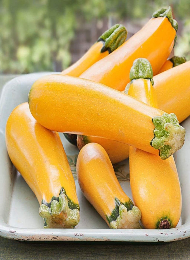 GGOOT 20Pcs Zucchini Seeds Golden Yellow Smooth Peel Horticultural Fresh Vegetable Planting Essential Crops in Garden Outdoors Farm Summer Squash Seed - Image 1