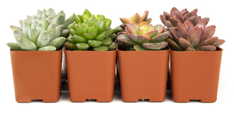 Plants for Pets Succulents Plants Live (12PK) Potted Succulent Plants Live House Plants, Cactus Plants Live Plants Indoor Plants Live Houseplants, Indoor Plant Succulents Live Plant House Plant by Plants for Pets - Image 3