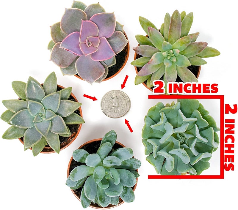 Plants for Pets Succulents Plants Live (12PK) Potted Succulent Plants Live House Plants, Cactus Plants Live Plants Indoor Plants Live Houseplants, Indoor Plant Succulents Live Plant House Plant by Plants for Pets - Image 4