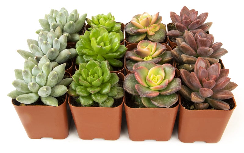 Plants for Pets Succulents Plants Live (12PK) Potted Succulent Plants Live House Plants, Cactus Plants Live Plants Indoor Plants Live Houseplants, Indoor Plant Succulents Live Plant House Plant by Plants for Pets - Image 1
