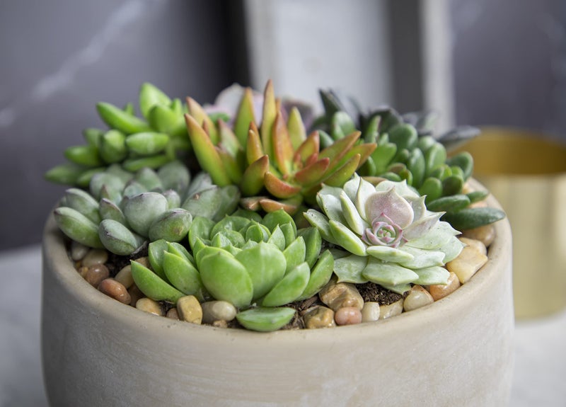 Plants for Pets Succulents Plants Live (12PK) Potted Succulent Plants Live House Plants, Cactus Plants Live Plants Indoor Plants Live Houseplants, Indoor Plant Succulents Live Plant House Plant by Plants for Pets - Image 5