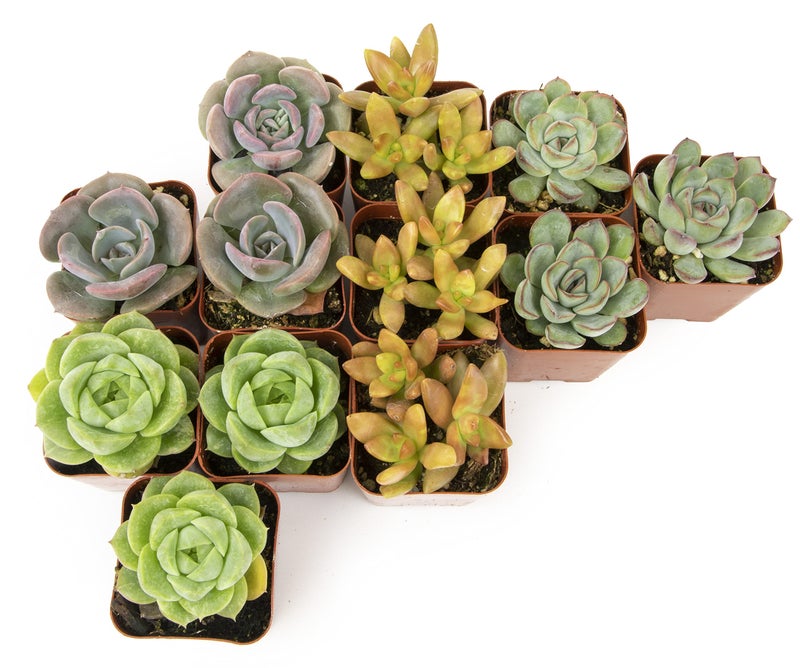 Plants for Pets Succulents Plants Live (12PK) Potted Succulent Plants Live House Plants, Cactus Plants Live Plants Indoor Plants Live Houseplants, Indoor Plant Succulents Live Plant House Plant by Plants for Pets - Image 2