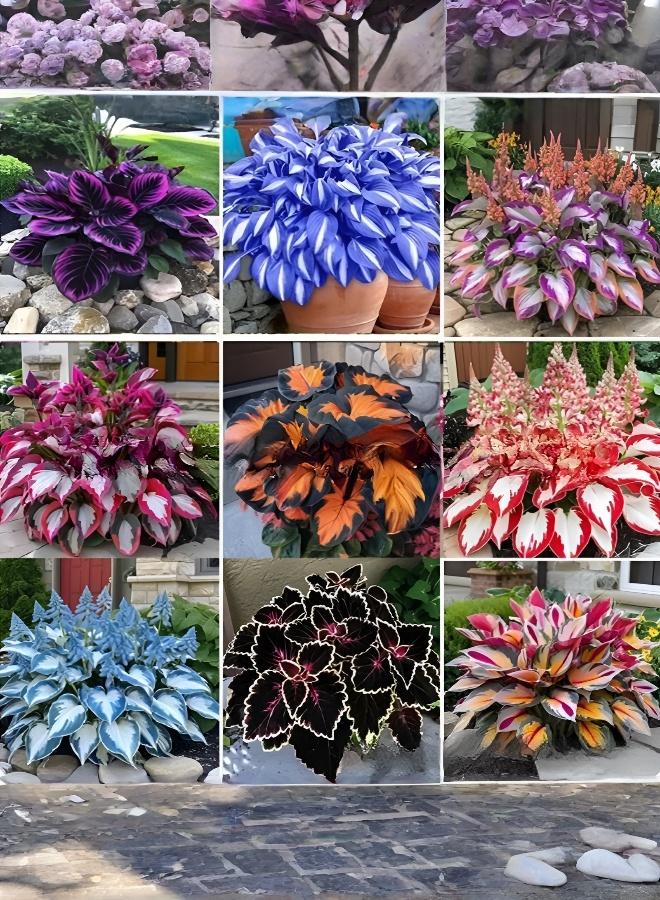 Mixed Color Hosta Seeds Perennial Shade Tolerant Easy Grow Colorful Foliage Plant Seeds for Indoor Outdoor Home Garden Balcony Decoration - Image 1