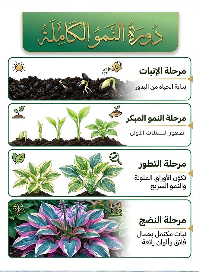 Mixed Color Hosta Seeds Perennial Shade Tolerant Easy Grow Colorful Foliage Plant Seeds for Indoor Outdoor Home Garden Balcony Decoration, ornamental foliage plant seeds, indoor decorative plant seeds, shade tolerant plant seeds - Image 3