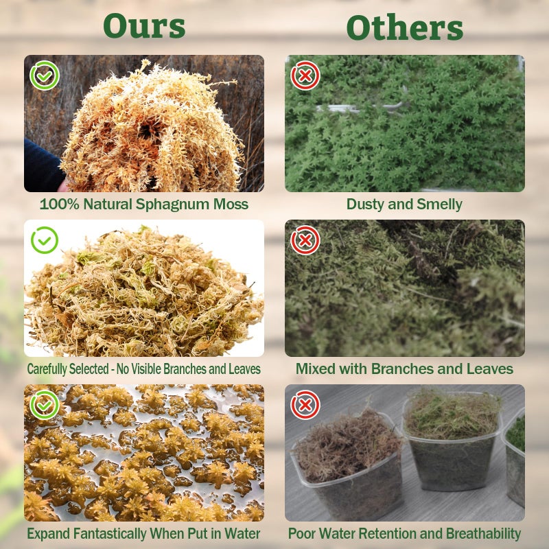 Riare 5.3OZ Premium Sphagnum Moss for Reptiles- 6QT Natural Reptile Moss Dried, Forest Live Moss for Terrarium, Frogs Snake Peat Moss Bedding for Leopard Gecko Turtle Anoles Salamanders Orchids - Image 5