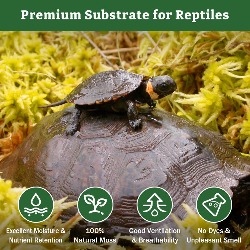 Riare 5.3OZ Premium Sphagnum Moss for Reptiles- 6QT Natural Reptile Moss Dried, Forest Live Moss for Terrarium, Frogs Snake Peat Moss Bedding for Leopard Gecko Turtle Anoles Salamanders Orchids - Image 3
