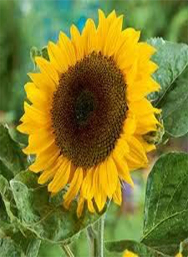 GGOOT seeds Fresh 20Pcs Sunflower Seeds for Planting Yellow