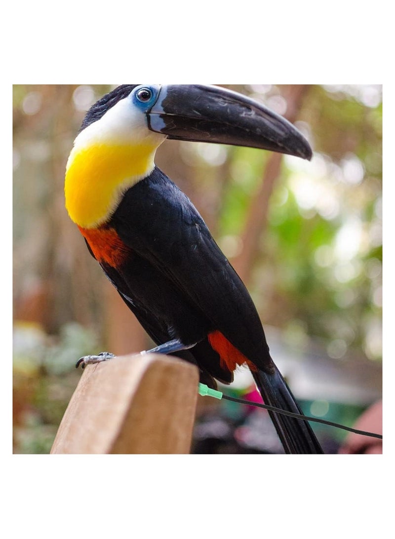 SYOSI 2 Pcs Bird Harness Anti Bite Bird Aviator Outdoor Bird Flying Training Rope Elastic Outdoor Bird Bird Harness Leash - Image 2