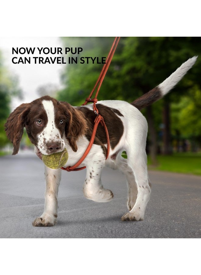 CollarDirect Rolled Leather Dog Harness Small Puppy Step-in Leash Lead Set for Walking 10 Colors (Black, XS) - Image 4