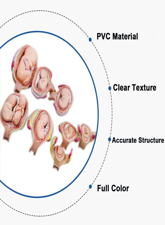 INTBUYING Education Model 8PCS Removable Human Anatomical Embryonic Development Nurse Study Human Pregnancy Development Process Model - Image 2